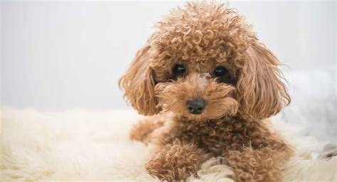 8 Pics Light Brown Toy Poodle Puppies And Description