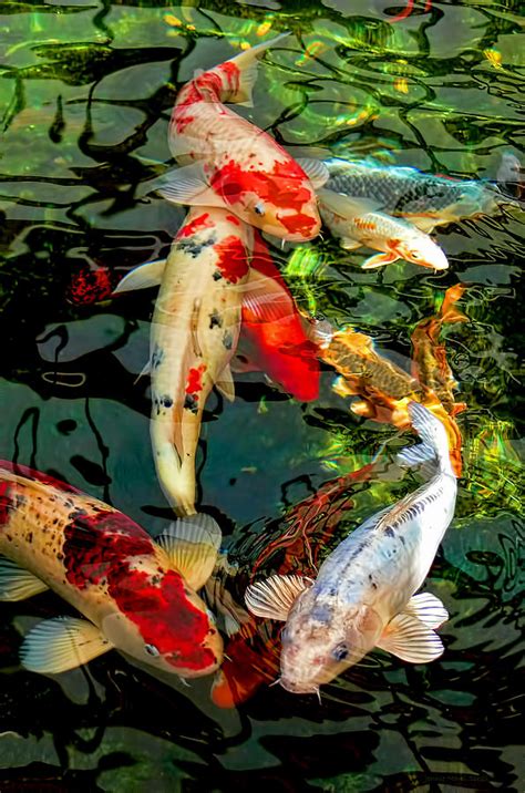 Colorful Japanese Koi Fish By Jennie Marie Schell