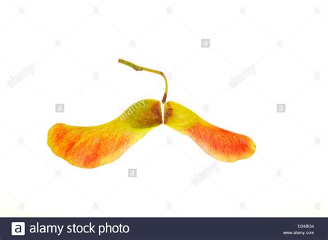 Close Up Of Maple Seeds On White Background Stock Photo Alamy