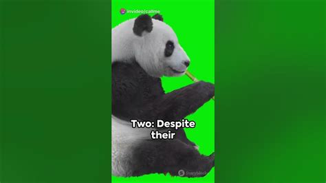 Five Fun Facts About Pandas Youtube