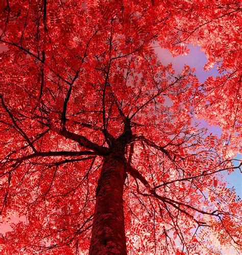 Red Thing Red Pictures Red Tree Red Color