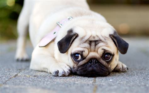Cute Pug Dog Wallpapers Top Free Cute Pug Dog Backgrounds
