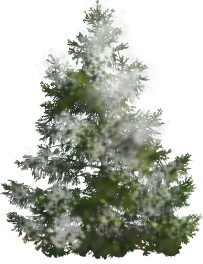 Hey guyz welcome back to nsb pictures. Download PINE TREE Free PNG transparent image and clipart