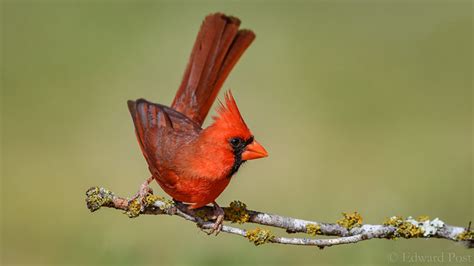 Northern Cardinal Bird Photo Call And Song Cardinalis Cardinalis