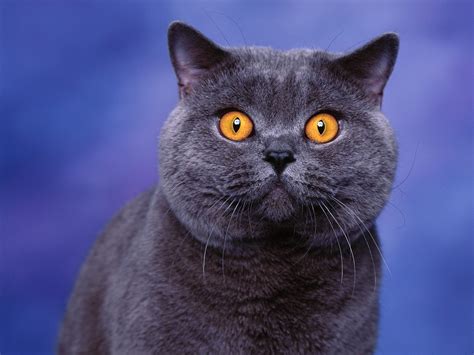 Wallpaper Animals Blue Nose Whiskers Russian Blue British