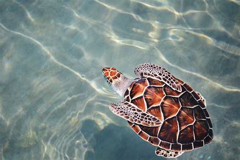 Loggerhead Sea Turtles 2fla Florida S Vacation And Travel Guide