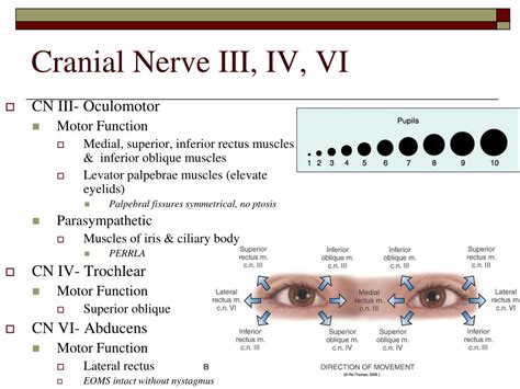 Cranial Nerve