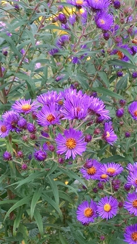 Asters Plant Care And Collection Of Varieties