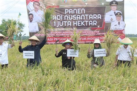 Kementan Dorong Lampung Tingkatkan Produksi Padi ANTARA News