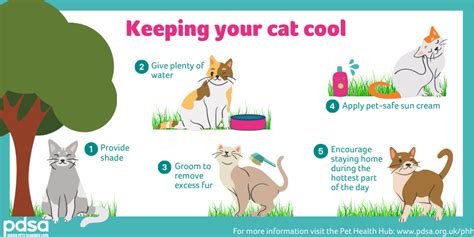 Top Tips For Keeping Your Cat Cool In Summer Pdsa