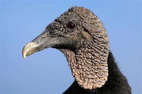 20 Fun Facts About Vultures 2023