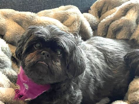 Precious • Old Dog Haven