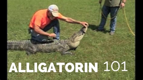 Alligatorin 101 How To Catch Alligators Youtube
