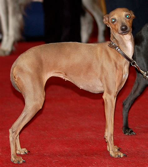 To learn italian, you must acquire italian words and know how to pronounce them correctly. Italian Greyhound Facts, Pictures, Price and Training ...