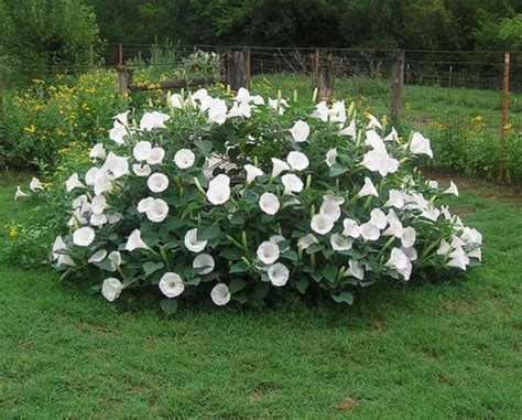 Fragrant Moonflower Bush 20 Seeds This Will Slow Down