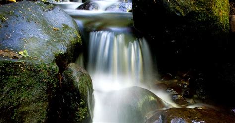 Robin Loznak Photography Forest Creek