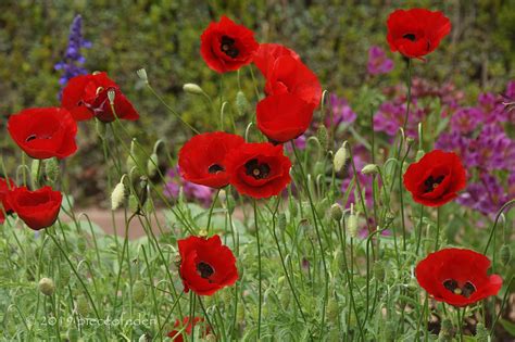 Getty Poppies