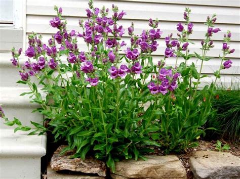 This handy, printable chart lists popular, flowering perennials, and their. Hardy Perennials For Zone 4 | Zone 3 Flowers: Penstemon ...