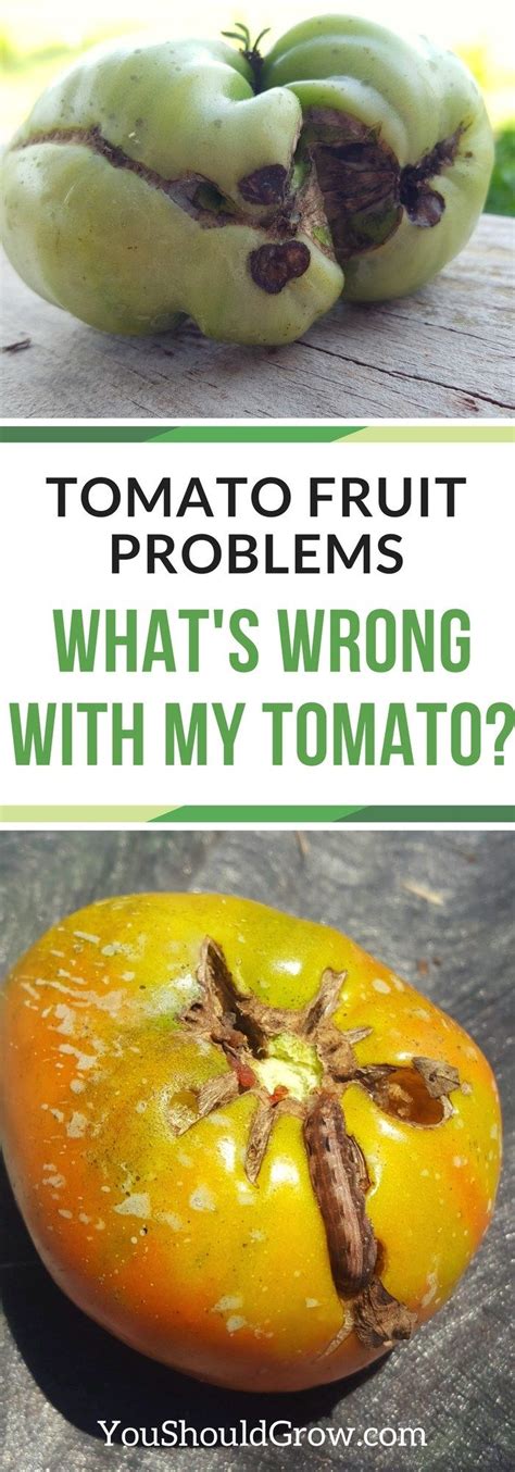 Tomato Problems Whats Wrong With My Tomato Tomato Problems Tips