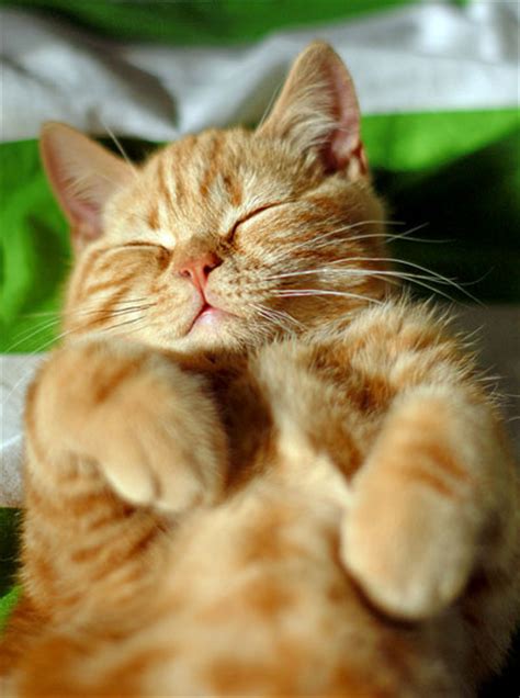 What do cats and kittens dream about? Dexter the Ginger Kitty | Supurrb