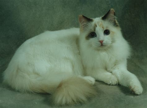 Get a ragdoll, bengal, siamese and more on meet precious. The Chocolate Ragdoll Cat - Mitted, Colorpoint, Bicolor & Lynx