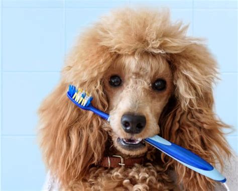 Say hello to national pet month in april. PET DENTAL HEALTH MONTH - February 2020 | National Today