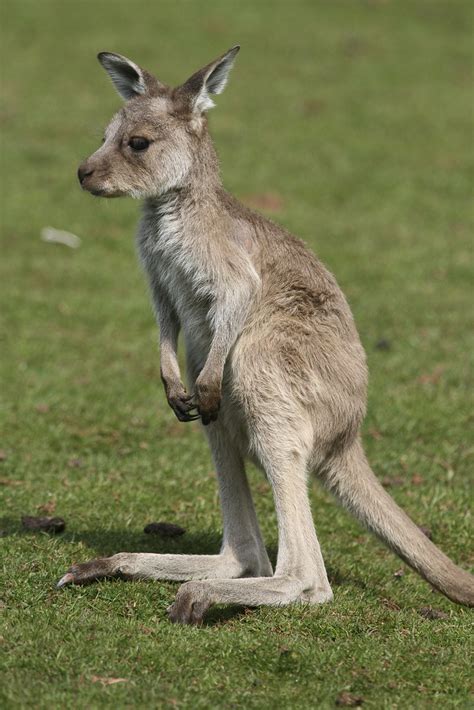 Baby Kangaroo Simon Flickr