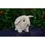 Little Bunny Sweet Picture  HD Desktop Wallpapers 4k