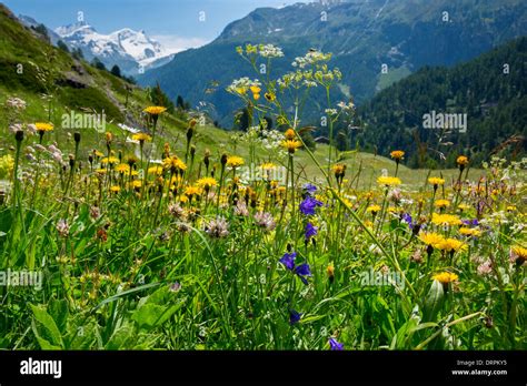 Meadow Wildflowers Europe Hi Res Stock Photography And Images Alamy