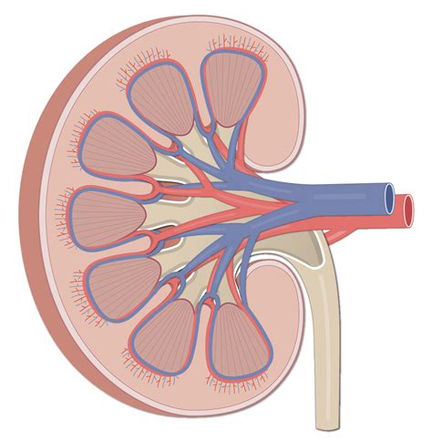 Kidney Frontal Section Labeled Diagram