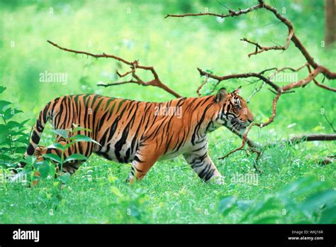 Royal Bengal Tiger High Resolution Stock Photography And Images Alamy