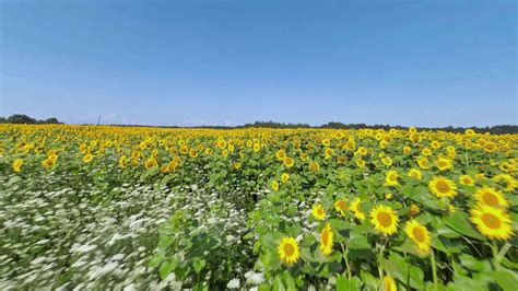 Aerial View Of Sunflower Field Fast Flight Over The Sunflower Field