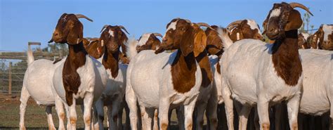 Venter Boerdery Disco Boerbokke Boer Goat Stud Farm