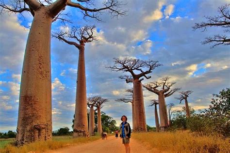 Lall E Des Baobabs