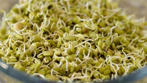 Learn How To Sprout Lentils Canadian Food Focus