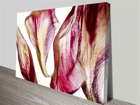 Tulip Flower Petals Custom Photo Wall Art Canvas Prints Australia