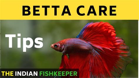 Betta Fish Fighter Fish Siamese Fighting Fish Youtube