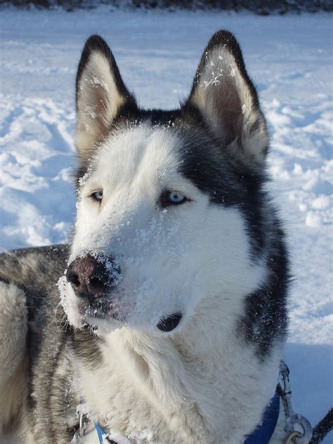 Free Photo Husky Sled Dog Dog Snow Dog Blue Eye White Siberian