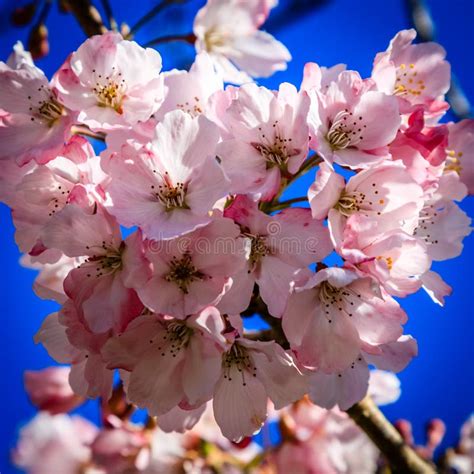 Close Up Of Pink Cherry Blossoms In Front Of A Deep Blue Sky Stock