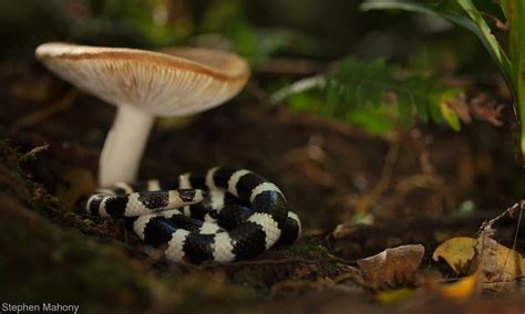 Snake Under The Mushroom A Bandy Bandy Vermicella Annulat Flickr