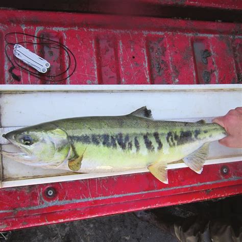 Female Chum Salmon Oncorhynchus Keta Captured In The Midway Road
