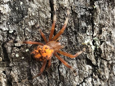 Orange Orb Weaver Araneus Marmoreus Bugguidenet