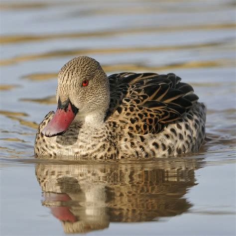 Cape Teal Ducks Purely Poultry Teal Duck Duck Species Dabbling Duck