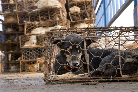 Existing Chinese Laws Could Shut Down Dog And Cat Meat Trade
