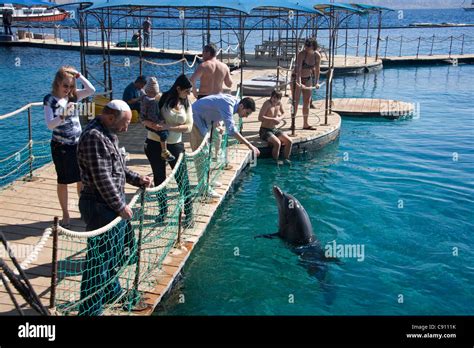 Dolphin Reef In Eilat Israel Stock Photo Alamy