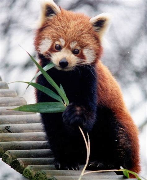 Wait I Have A Blog Red Panda