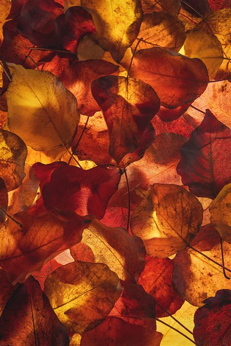 Yellow Leaves Autumn Fall Hd Phone Wallpaper Pxfuel