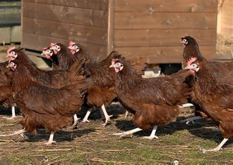 When you are developing a business plan based on agricultural practices or a solely agriculture based business plan, then this particular template style will be needed. Starting Free Range Chicken Farming Business Plan (PDF) - StartupBiz Global