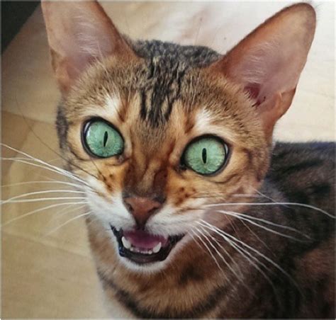 However, that doesn't make them any different. Kiara The Bengal's Amazingly Beautiful Cat Eyes - Cats vs ...