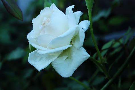 White Rose 2 Free Stock Photo Public Domain Pictures